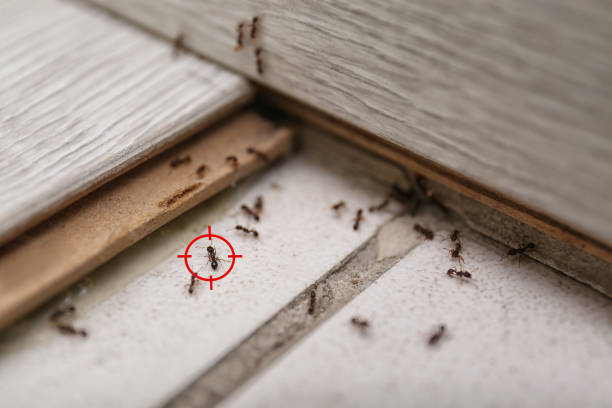 Best Flea Control Services  in Magalia, CA