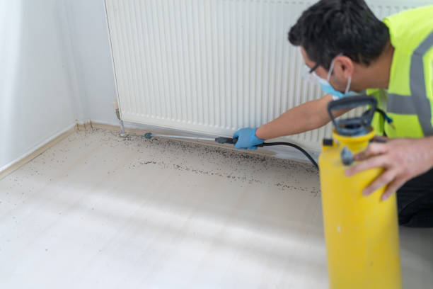 Best Rat Extermination Near Me  in Magalia, CA